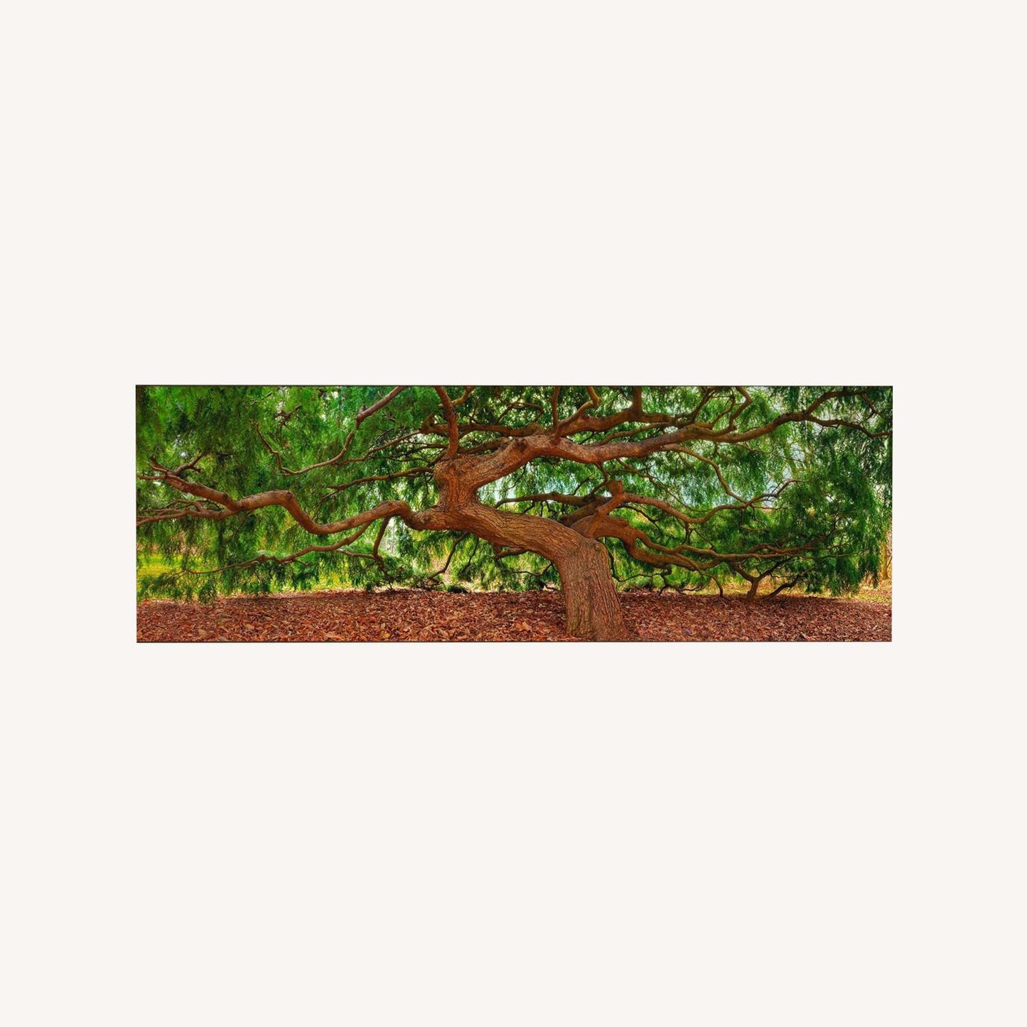 Peter Lik Spirit Of Wisdom, Limited Edition