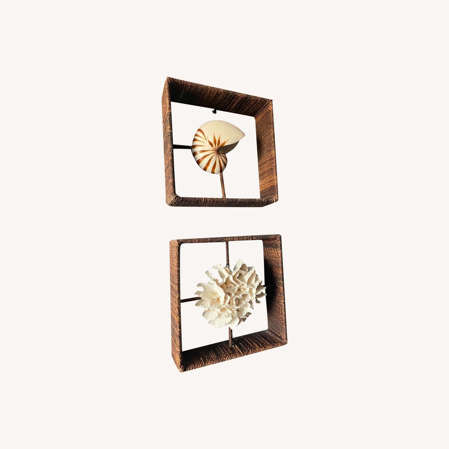 Shadow Boxes Of Nautilus And Cake Coral