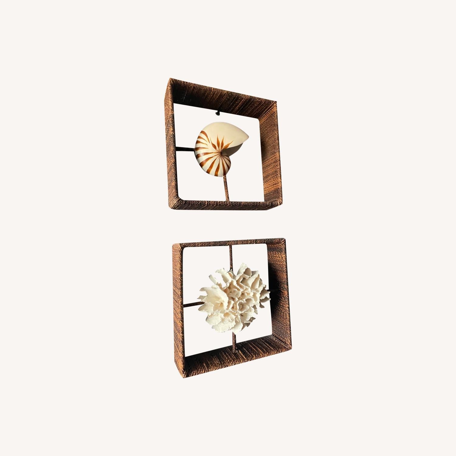  Shadow Boxes Of Nautilus And Cake Coral