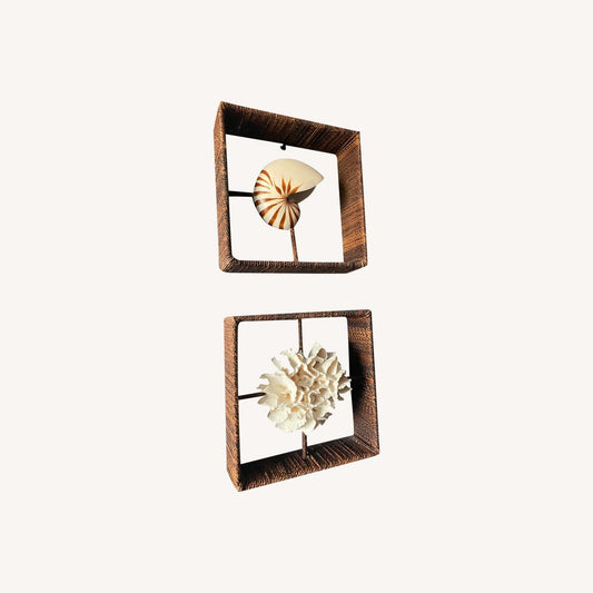  Shadow Boxes Of Nautilus And Cake Coral